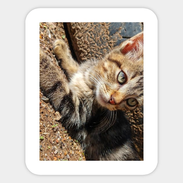 My cat pet Sticker by Nature and Pet